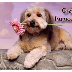 o-zi-frumoasa