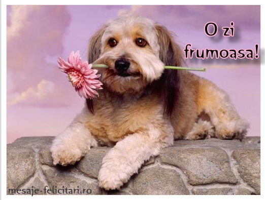o-zi-frumoasa